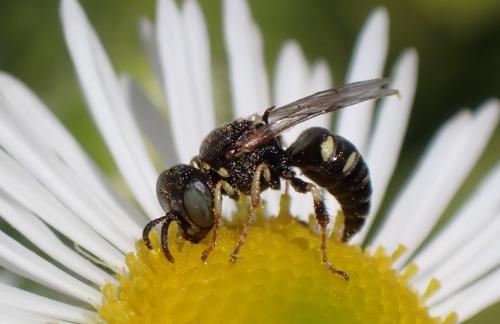Réf. 327 678 : Oxybelus sp.